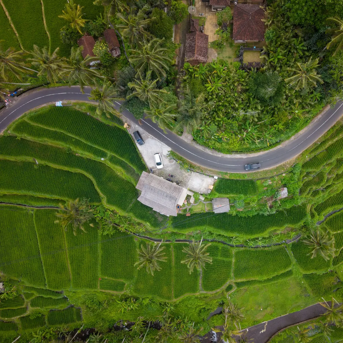 Road winding past green rice terraces