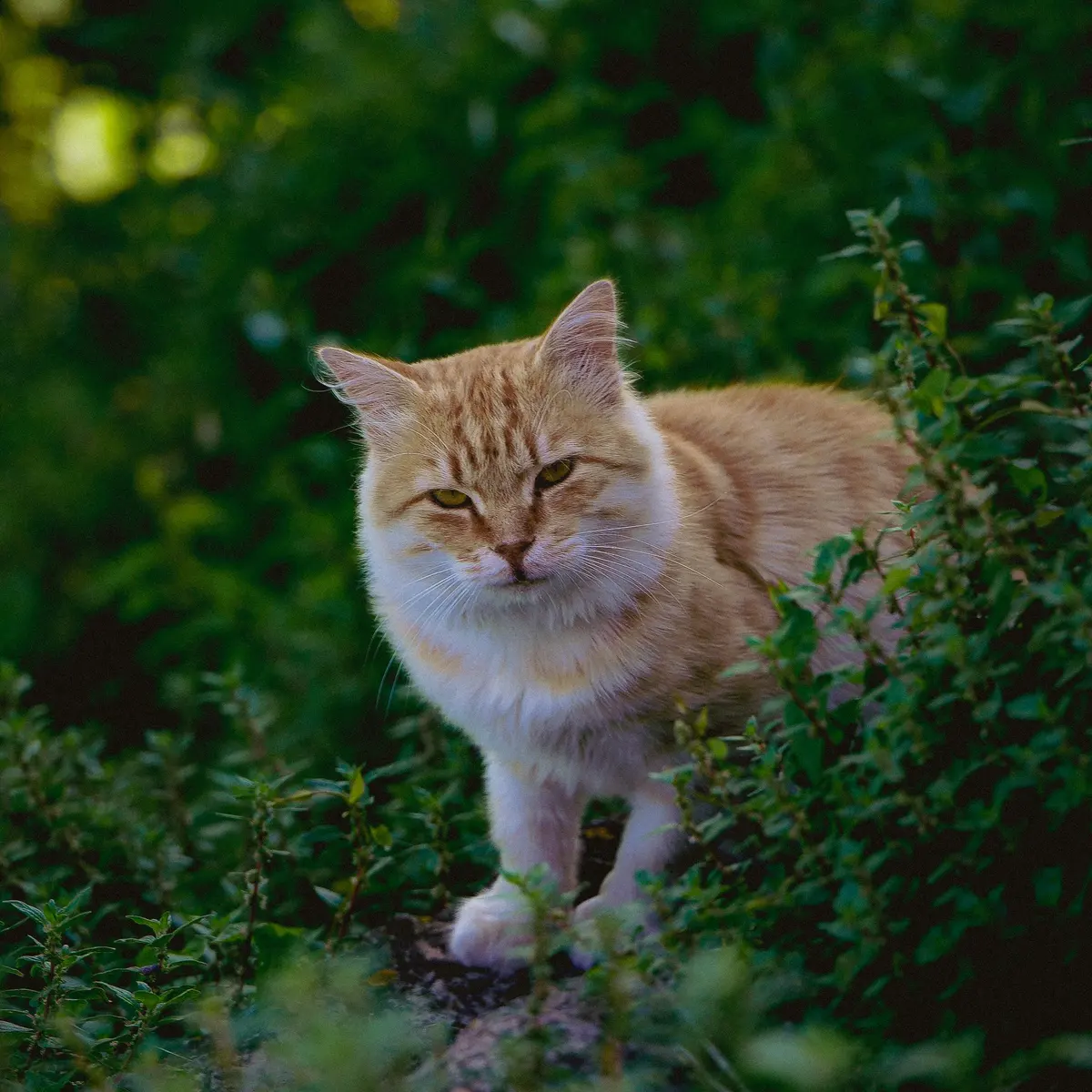 Ginger cat among green plants