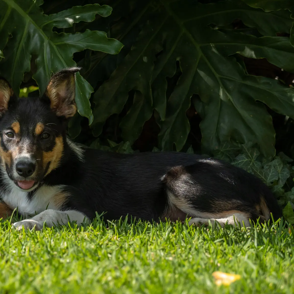 Dog resting on the grass under big leaves
