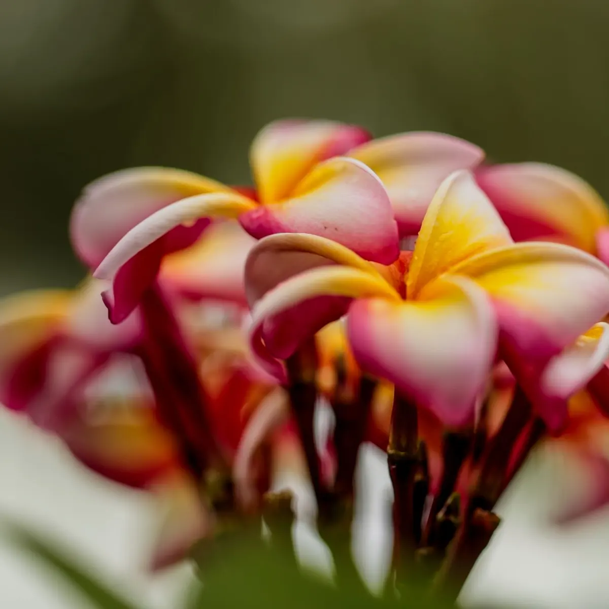Pink frangipani flowers