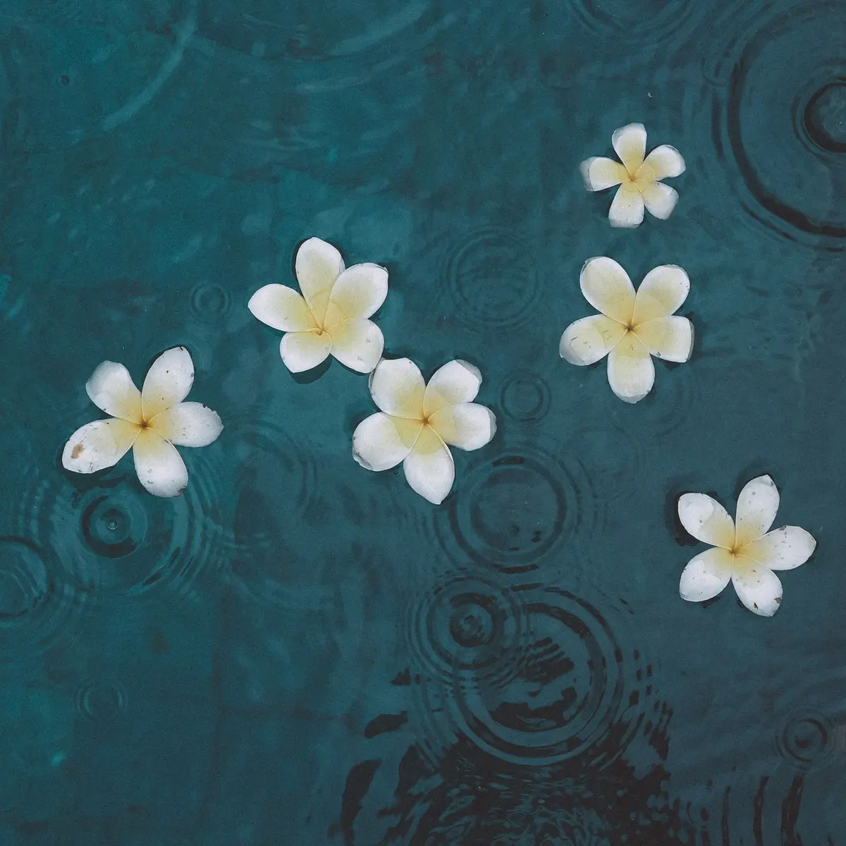 Frangipani flowers floating on water