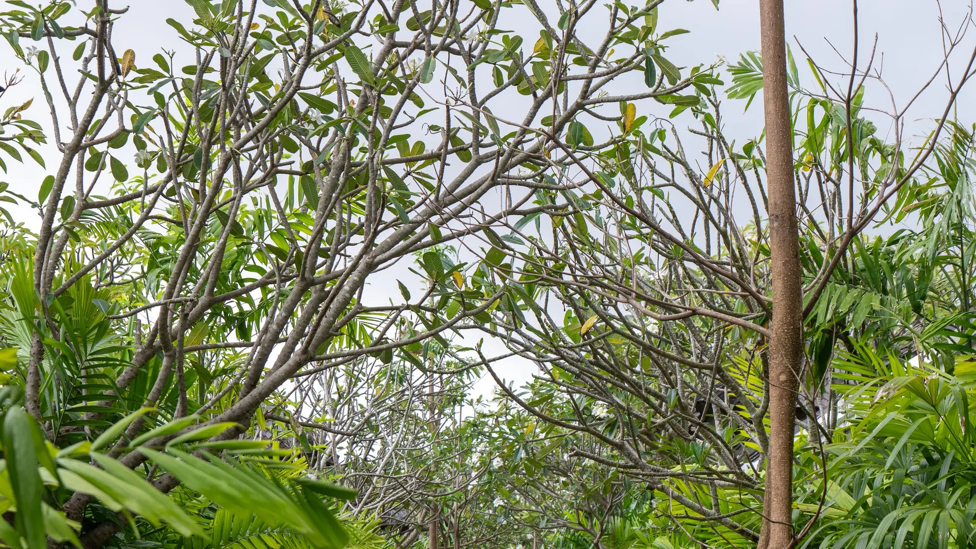 Path through a tropical garden