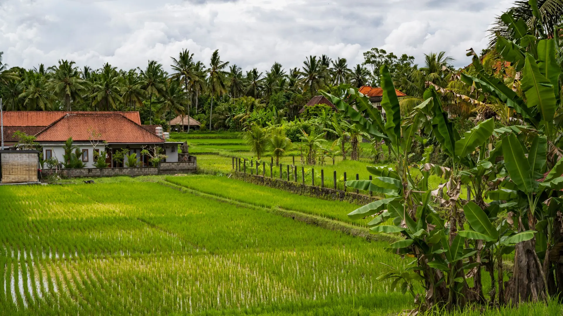 Green rice fields and palm trees in Bali